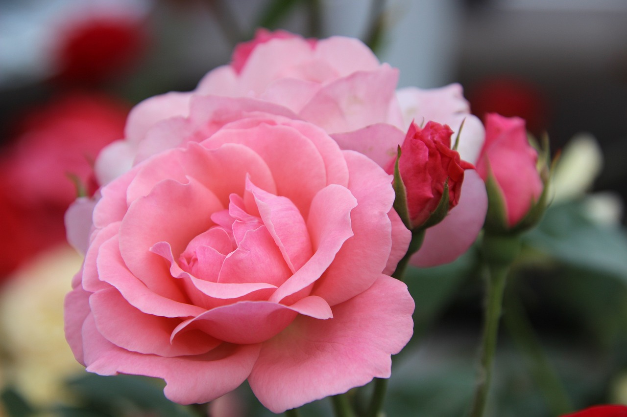Des Roses Fleurs Photo Gratuite Sur Pixabay Pixabay