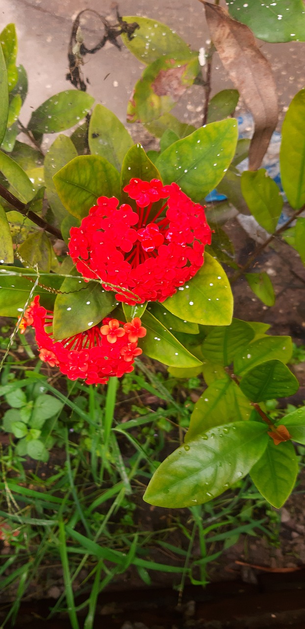 Rangan Fleur Agréable - Photo gratuite sur Pixabay - Pixabay