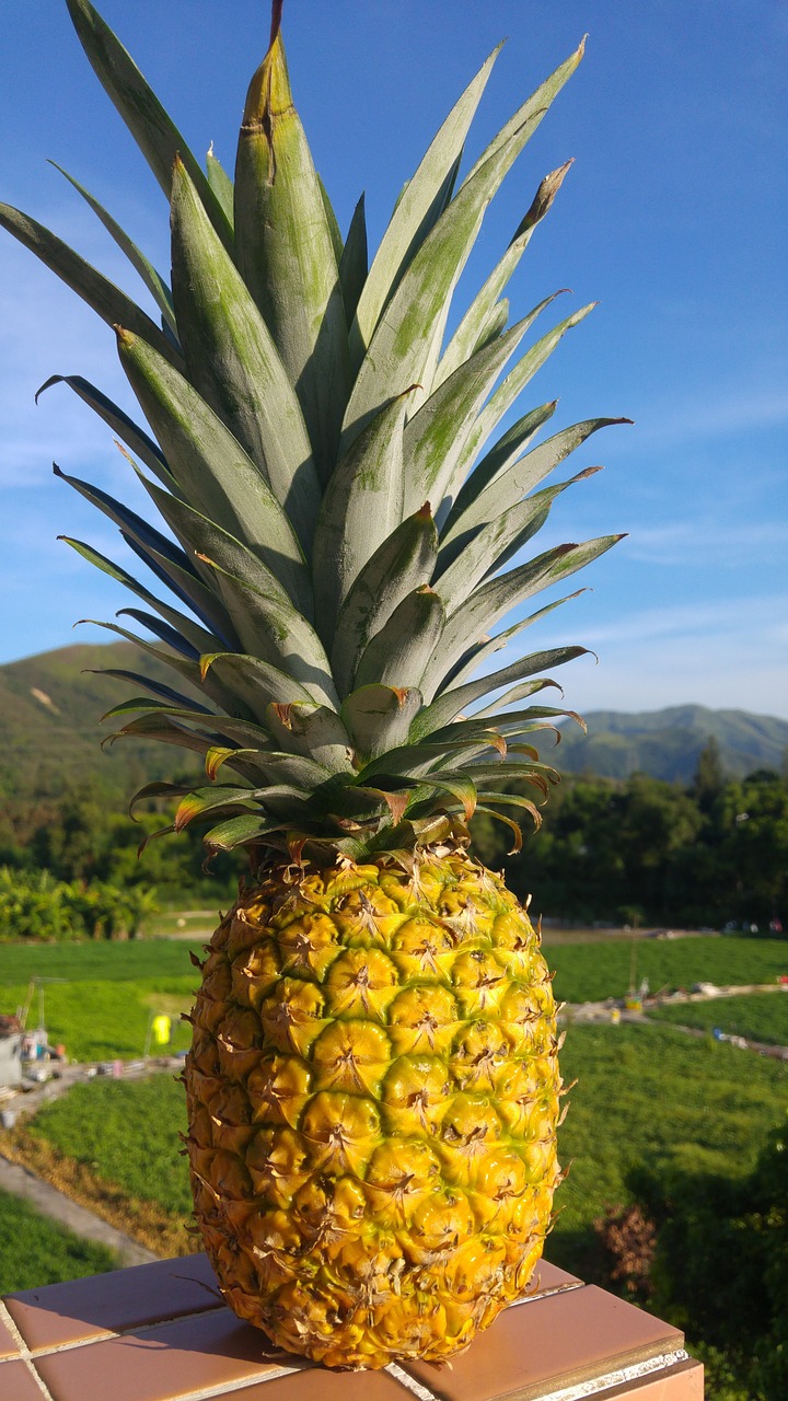 Pi a Tropical Campo Foto Gratis En Pixabay pi-a-tropical-campo-foto-gratis-en-pixabay