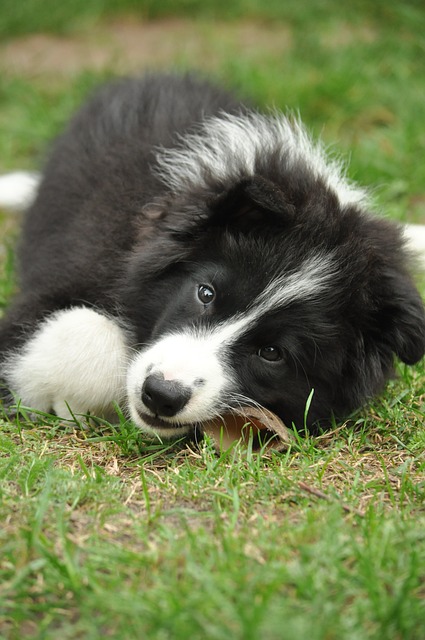 Border Collie, Catelus, Câine, Canin