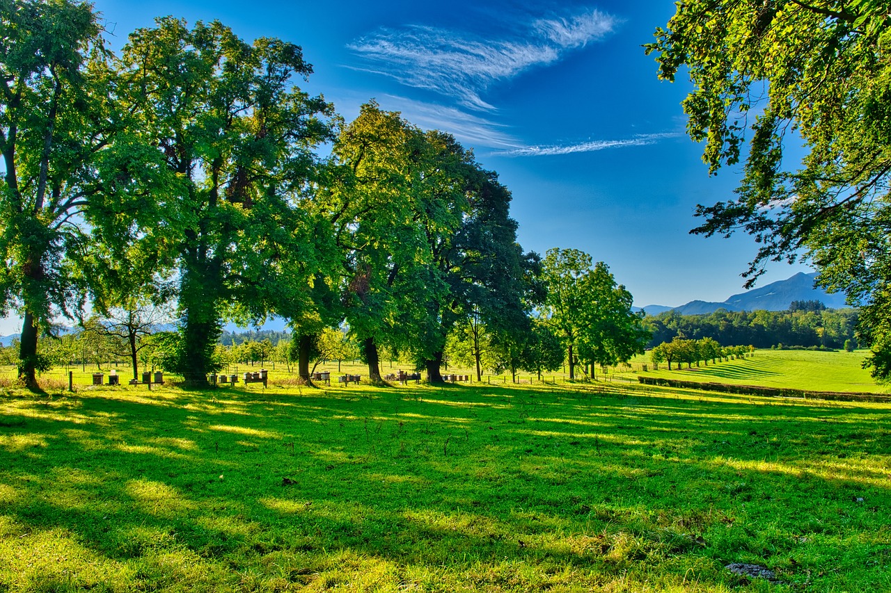 Tree Rows Hd Trees Row Of Bee Boxes - Free photo on Pixabay - Pixabay
