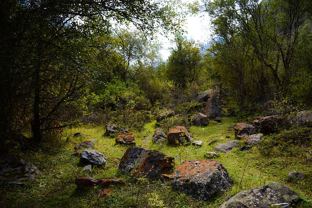 Montanhas, Floresta, Natureza, O Bosque