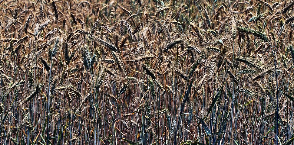 Mais de 60 imagens grátis de Plantação De Trigo e Plantação - Pixabay