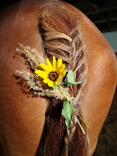 Free Horse Tail photo and picture