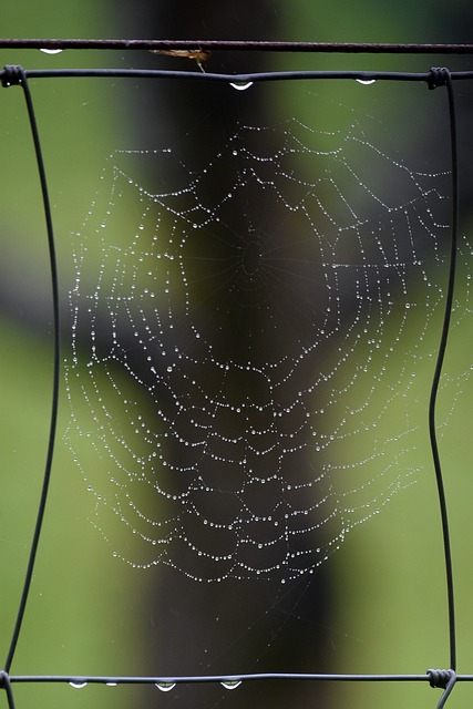 Spider'S Web Spider Insect - Free photo on Pixabay - Pixabay