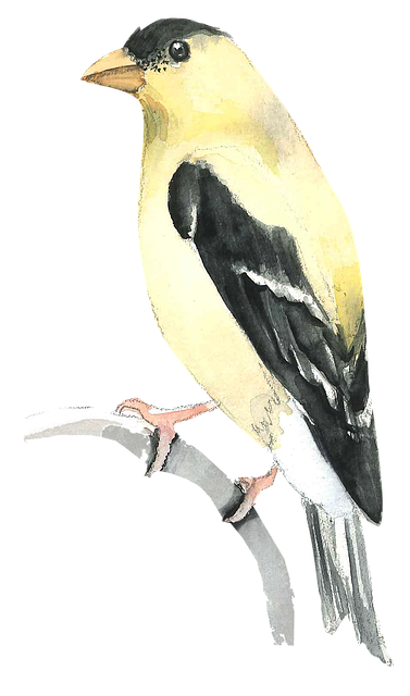 Free painting bird watercolor illustration