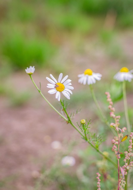 Flores, Camomila, Planta, Prado