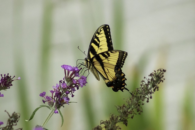 Free Pollination Butterfly photo and picture