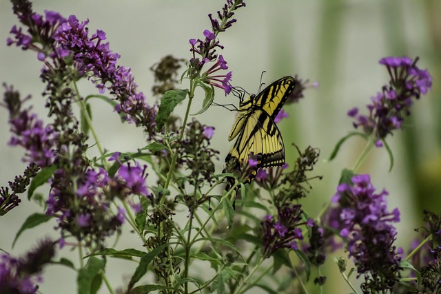 Free Pollination Butterfly photo and picture
