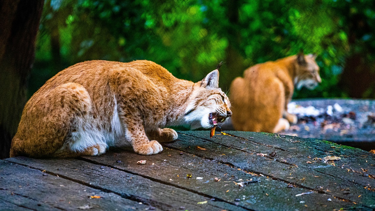 猫 野猫 老虎 - Pixabay上的免费照片 - Pixabay