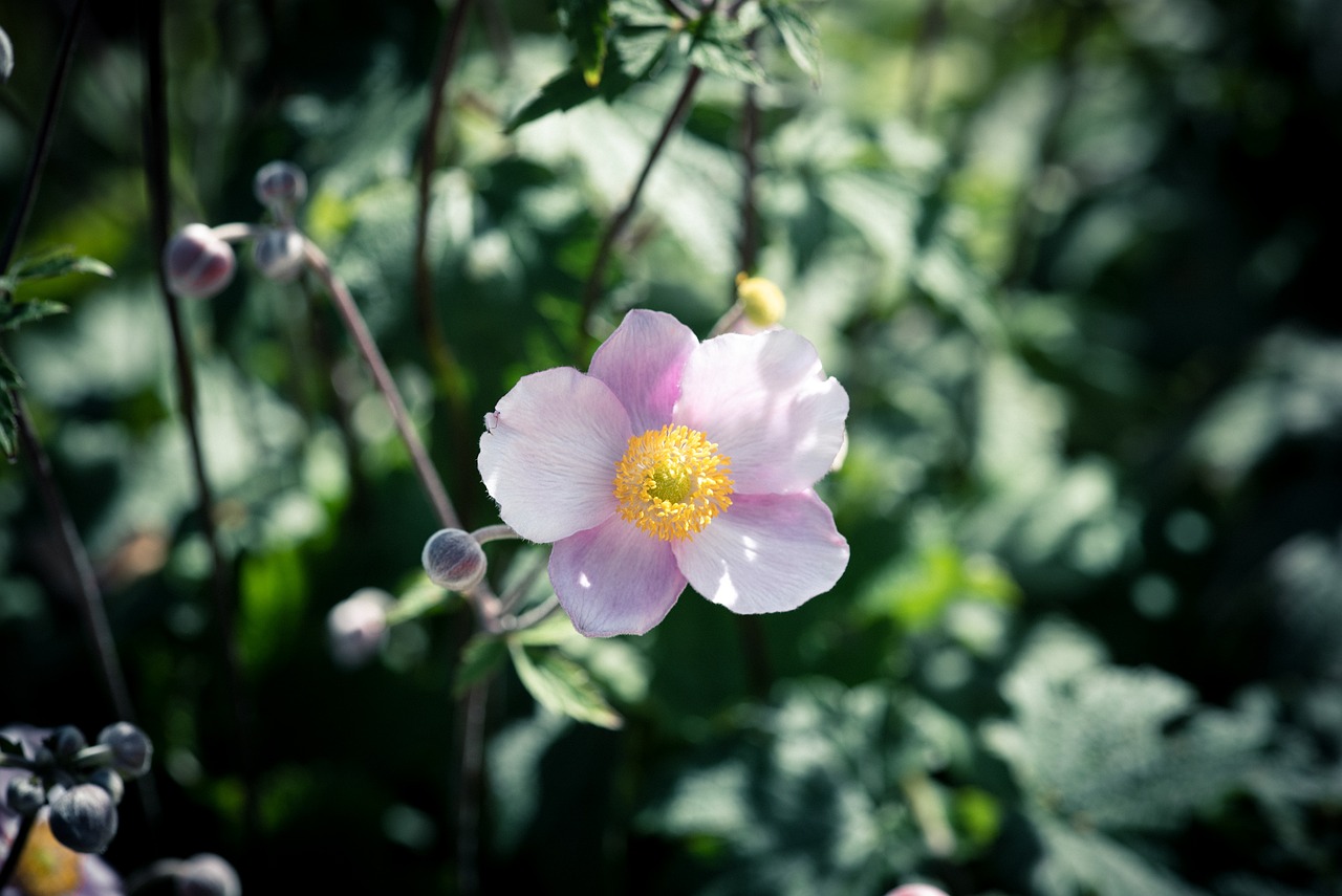 秋アネモネ 花 ピンクの花 - Pixabayの無料写真 - Pixabay