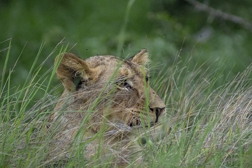 Free Lion Lioness photo and picture