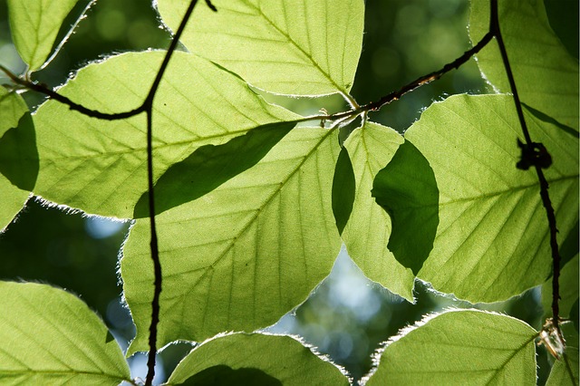 Free Leaves Plant photo and picture