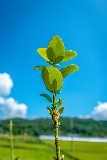 Free Blue Sky Colorful photo and picture