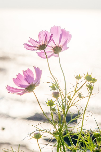 Free Cosmos Pink Cosmos photo and picture