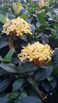 Blumen, Park, Blüte