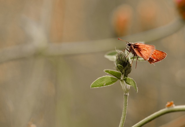 Free Butterfly Insect photo and picture