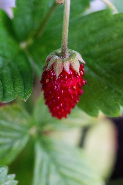 Jahody, Fragaria Vesca, Ovoce, Listy