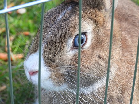 Free Rabbit Thumbnail photo and picture