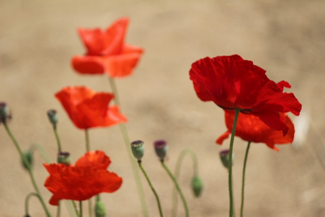 Free Poppy Red photo and picture
