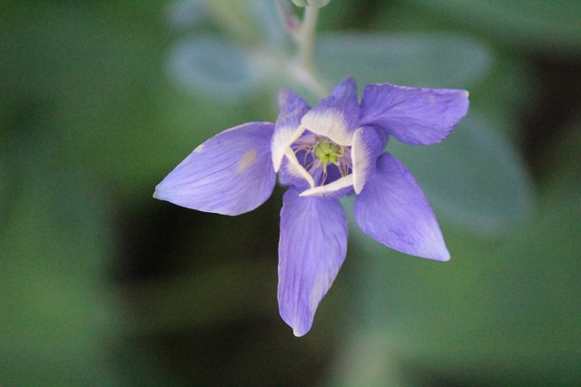 Free Flower Purple photo and picture