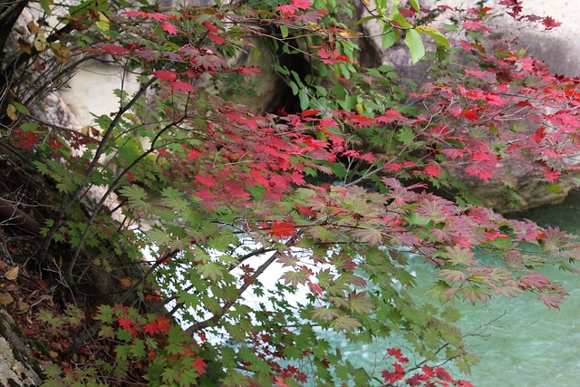 Free Maple Autumn photo and picture