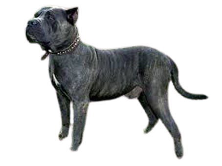Hund Png Utklipp, Se Mer