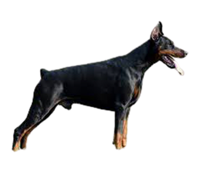 Hund Png Utklipp, Se Mer
