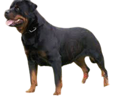 Hund Png Utklipp, Se Mer