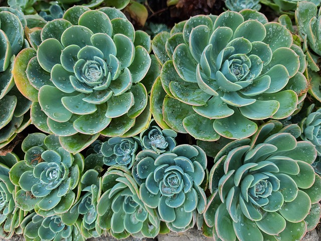 Free Plant Succulent photo and picture