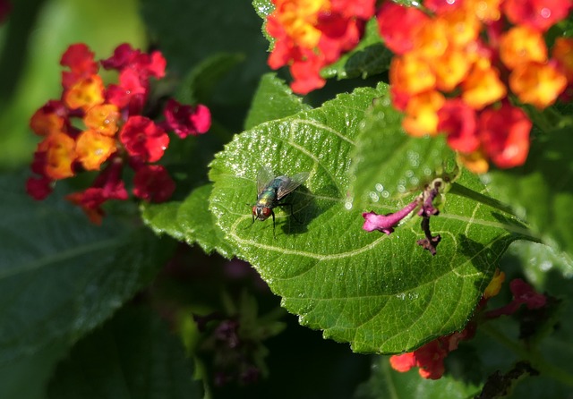 Flowers Fly Insect - Free photo on Pixabay