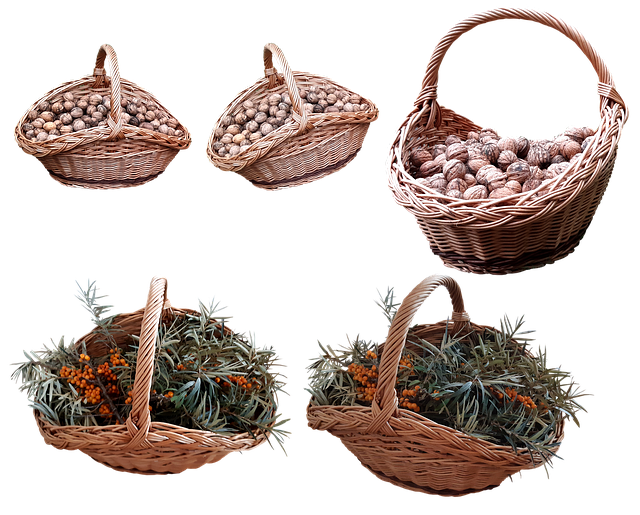 Free basket sea buckthorn nuts illustration