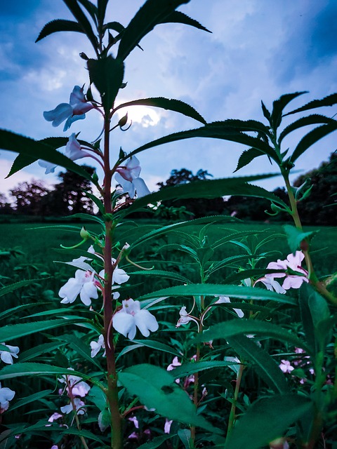 Blå, Himmel, Plante, Grøn, Natur, Blad