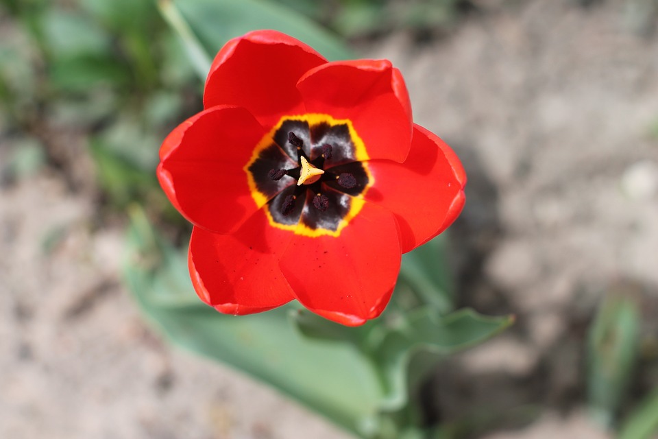 Sana Waqas Fleurs Rouges Fleur Rouge Bloom - Photo gratuite sur Pixabay - Pixabay