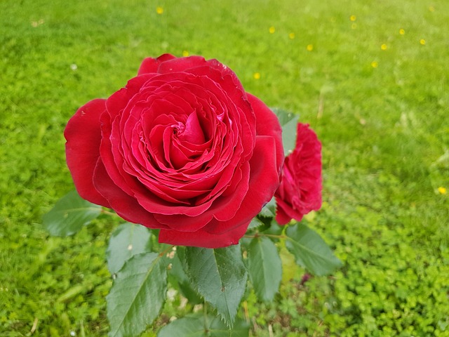 Free Rose Flower photo and picture