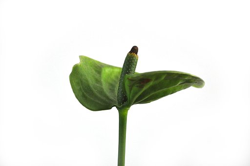 Free Anthurium Flower photo and picture