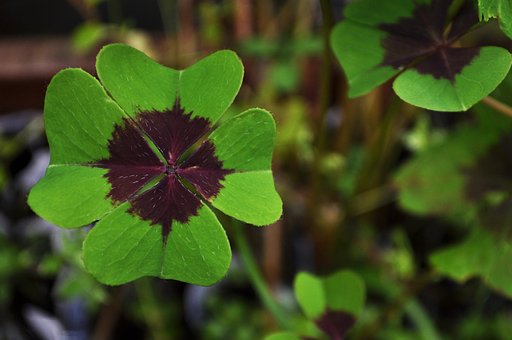 Free Clover Leaves photo and picture