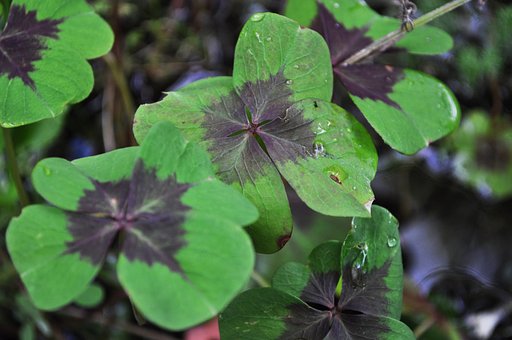 Free Four Leaf photo and picture