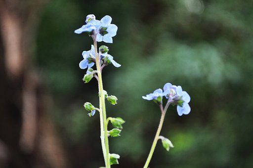 Free Small Blue photo and picture