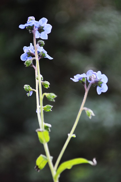 Free Small Blue photo and picture