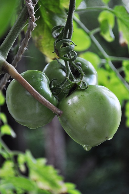Free Three Green photo and picture