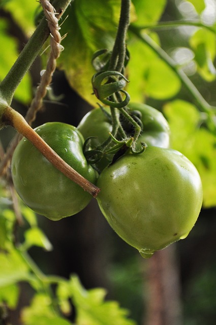 Free Tomatoes Branch photo and picture