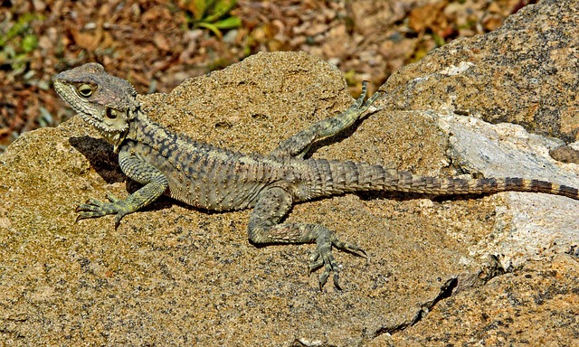 Free Lizard Reptile photo and picture