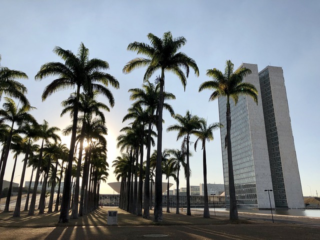 Free Palm Trees Garden photo and picture