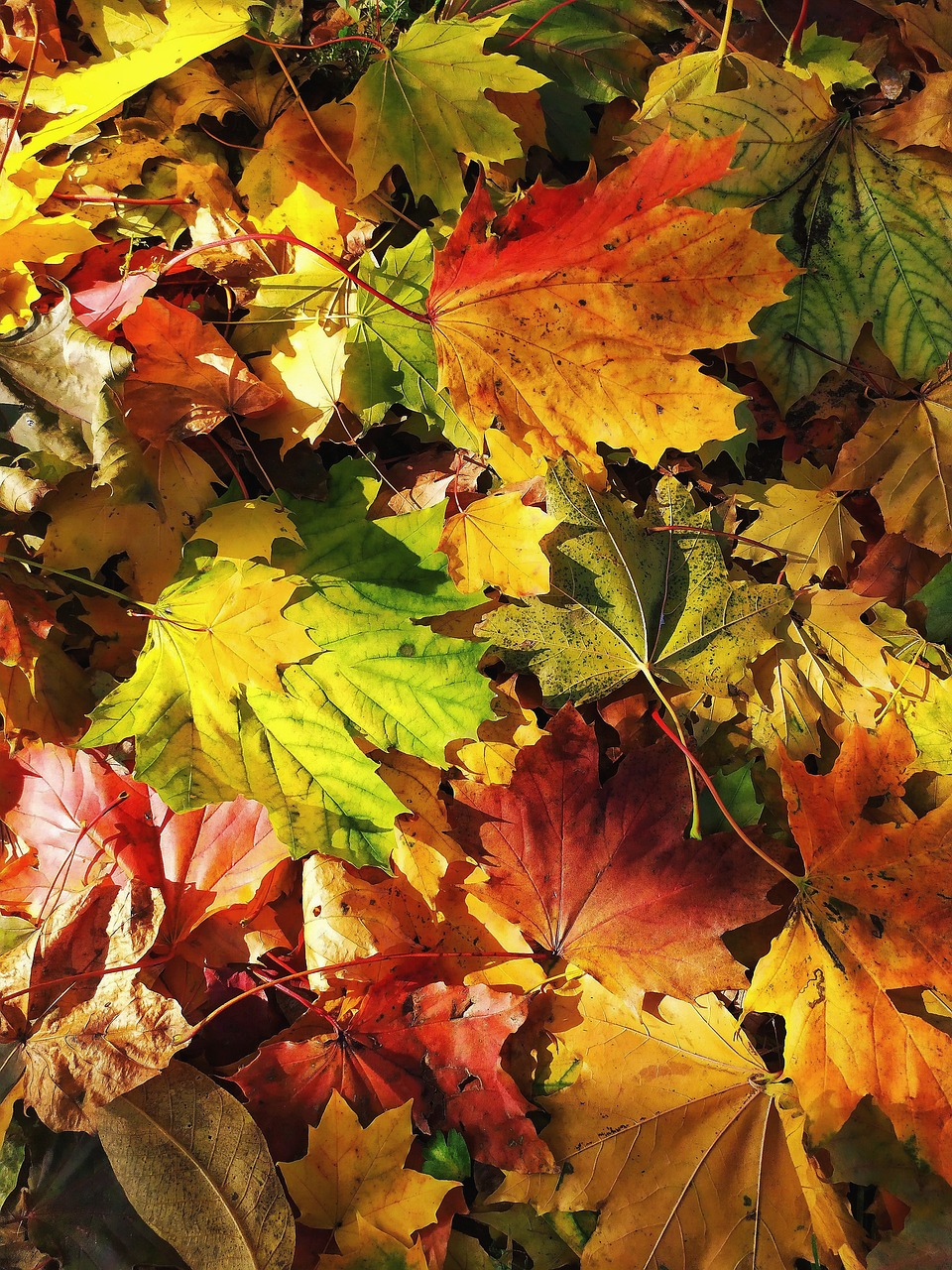 Leaves Autumn Colorful - Free photo on Pixabay
