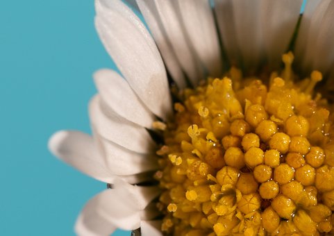 Free Flower Daisy photo and picture