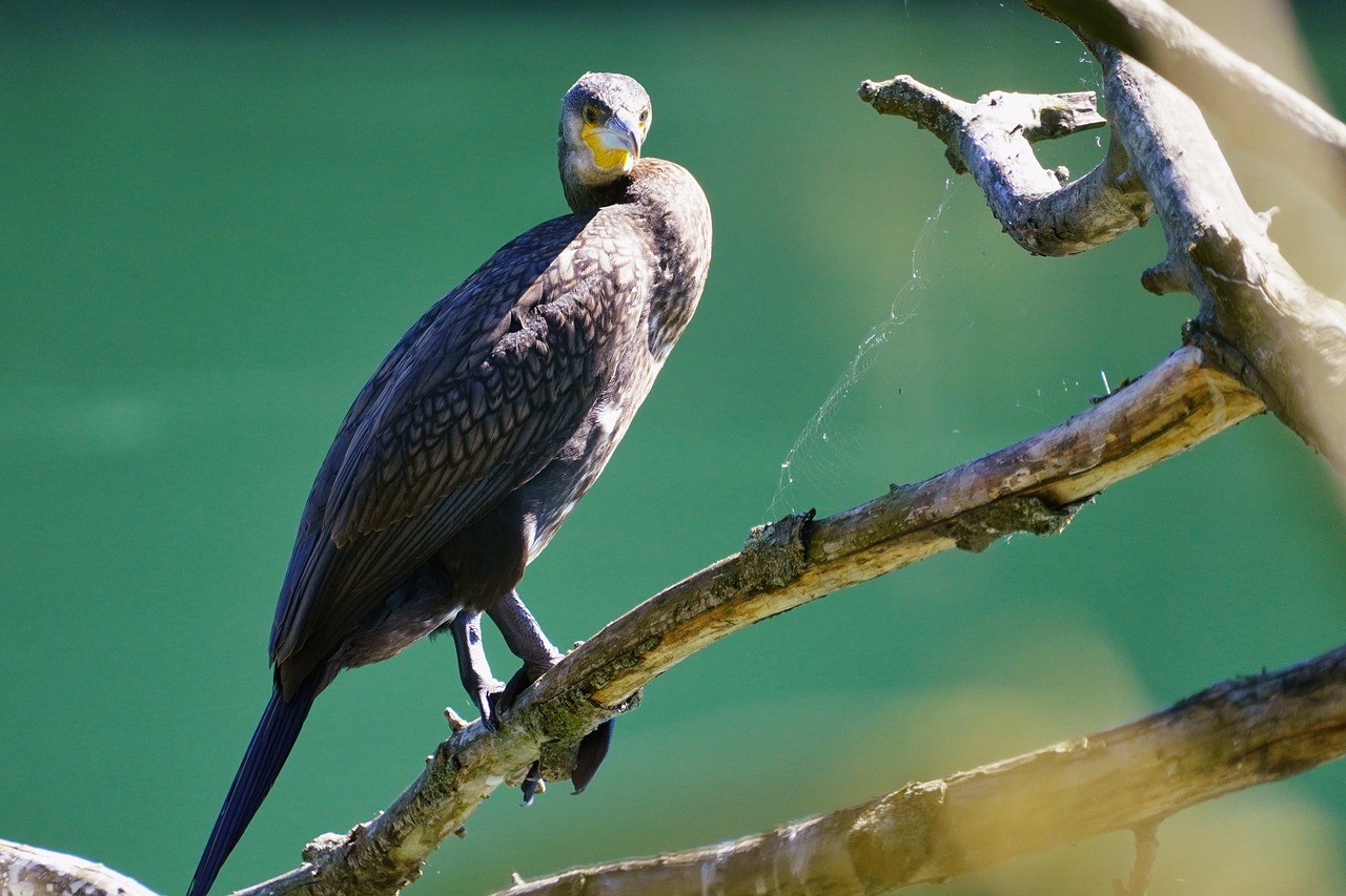 Cormorant Bird Wildlife Water Free photo on Pixabay Pixabay