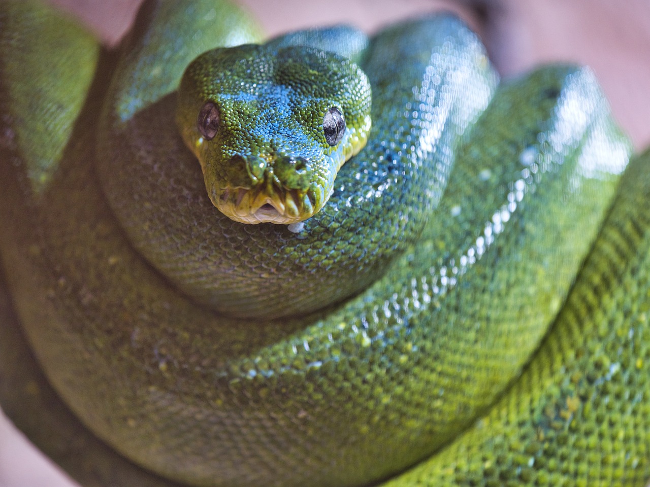 Serpiente Pitón Reptil Foto gratis en Pixabay Pixabay