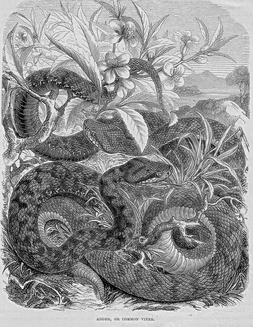 Free adder viper snake illustration
