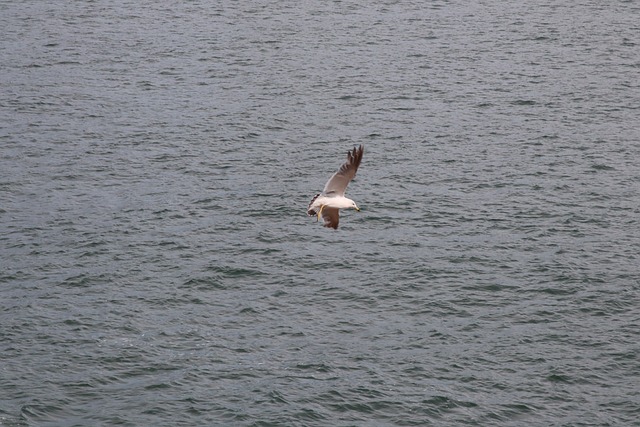Zeemeeuw, Zee, Vogel, Vlucht, Vleugels